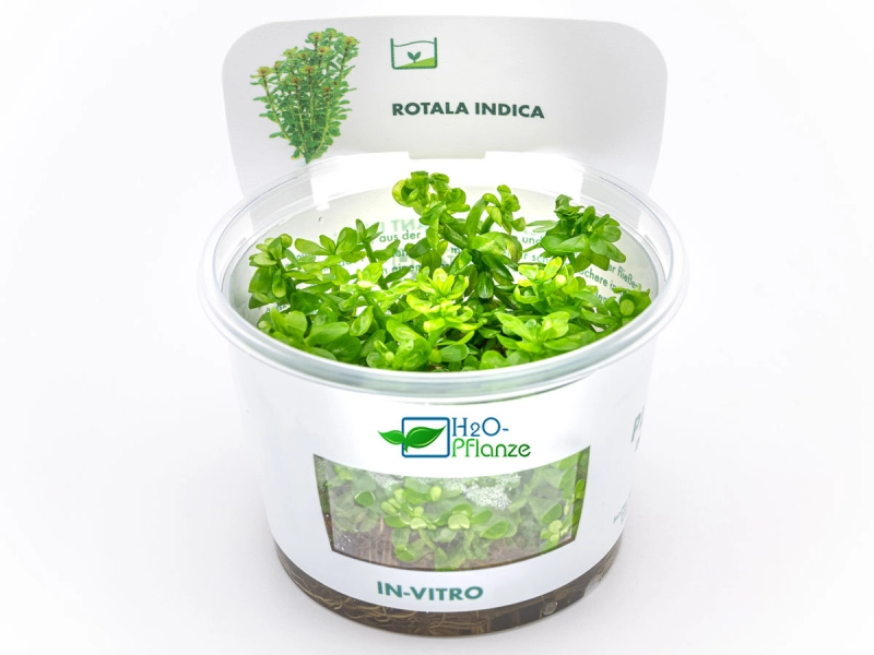Indischer Rotala - Rotala indica in vitro